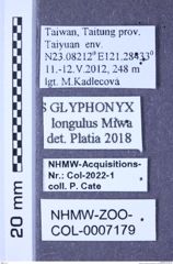 Etiketten zu Glyphonyx longulus (Miwa, 1930) (NHMW-ZOO-COL-0007179)